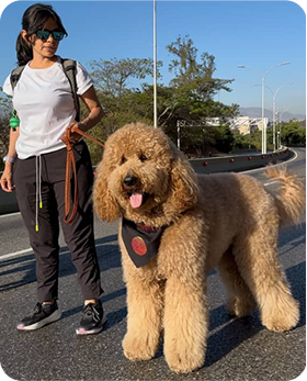 Paseos seguros y en zonas de tu elección.