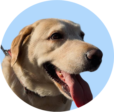 Paseadores con experiencia en el cuidado de mascotas.